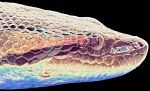 A.Anaconda