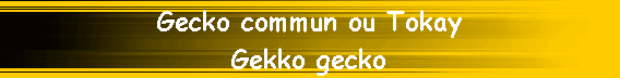 Gecko commun ou Tokay
Gekko gecko