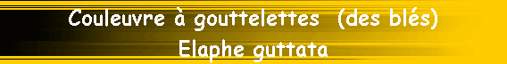 Couleuvre � gouttelettes  (des bl�s)
Elaphe guttata