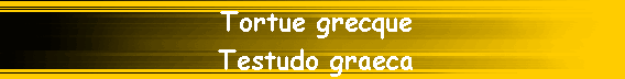Tortue grecque                     
Testudo graeca