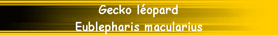Gecko l�opard
Eublepharis macularius