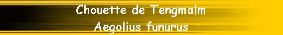 Chouette de Tengmalm
Aegolius funurus