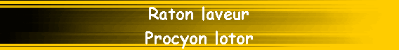 Raton laveur
Procyon lotor