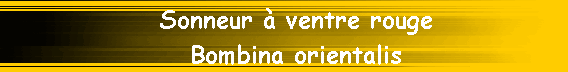 Sonneur � ventre rouge                
Bombina orientalis