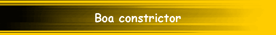 Boa constrictor